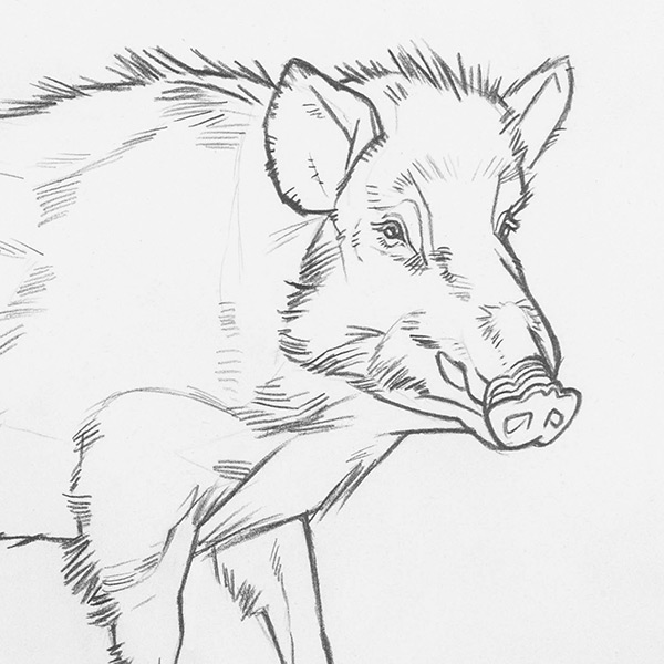 Pencil drawing of a boar